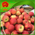 Golden Apple factory supply best quality low price apple